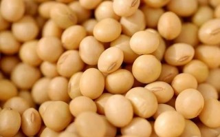 女人吃什么最能丰胸？女性丰胸这4种食物不能错过！