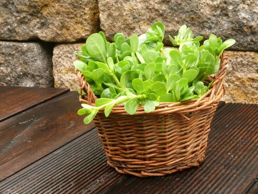 炝拌菜的大全_炝拌菜怎么做好吃_炝拌菜做法大全