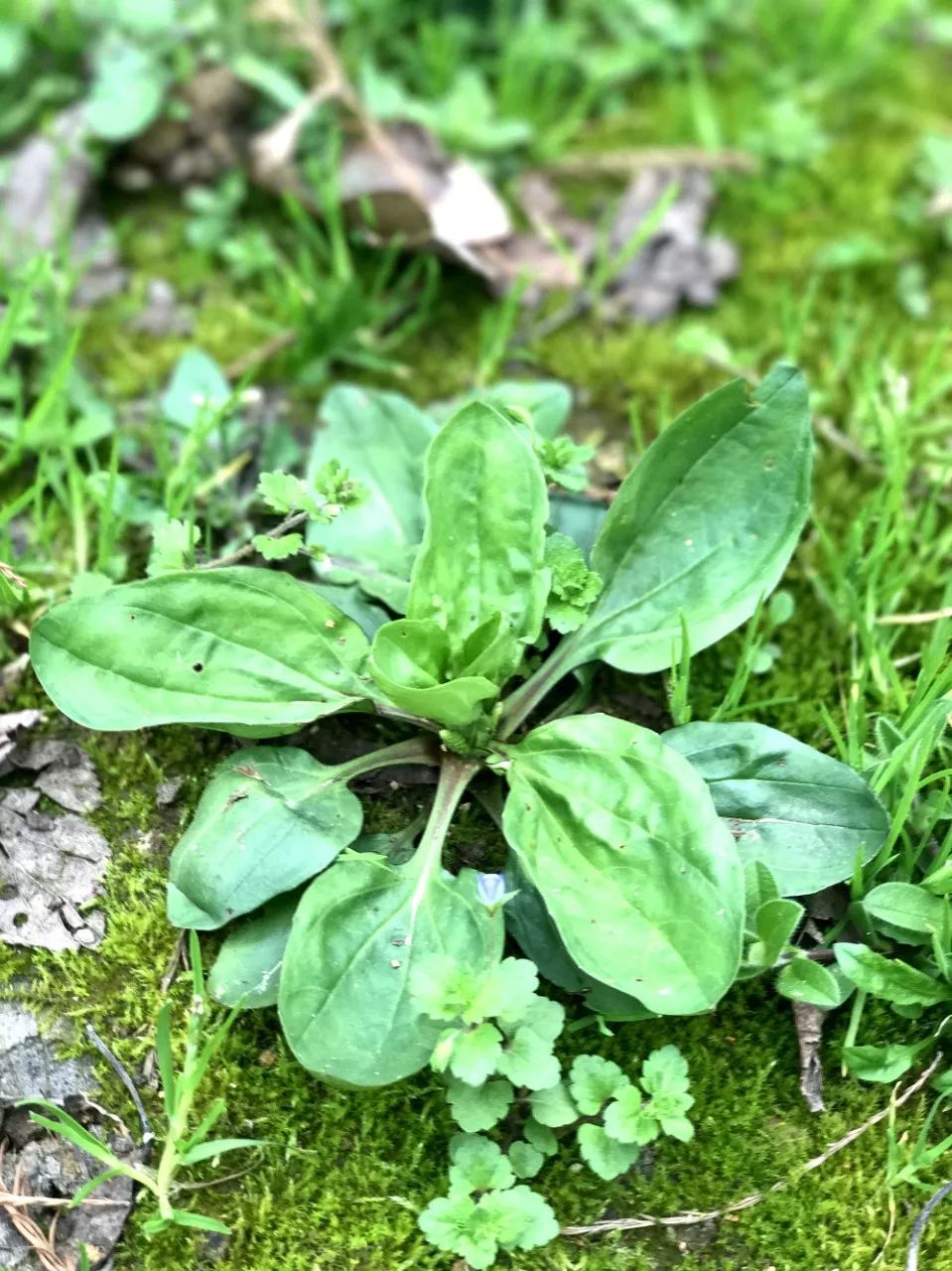 炝拌菜做法大全_炝拌菜的大全_炝拌菜怎么做好吃