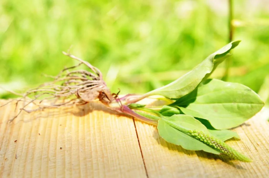 炝拌菜怎么做好吃_炝拌菜的大全_炝拌菜做法大全