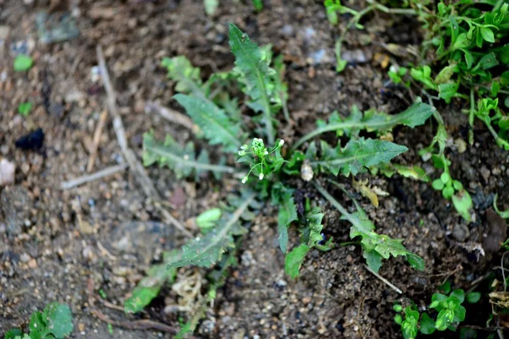 炝拌菜做法大全_炝拌菜的大全_炝拌菜怎么做好吃