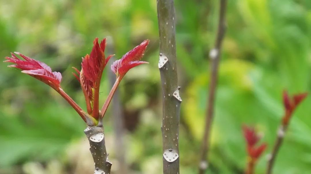 炝拌菜怎么做好吃_炝拌菜做法大全_炝拌菜的大全