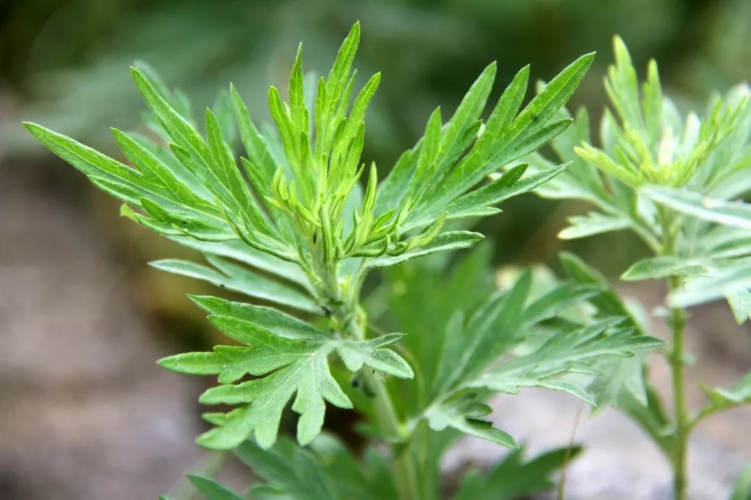 炝拌菜怎么做好吃_炝拌菜做法大全_炝拌菜的大全