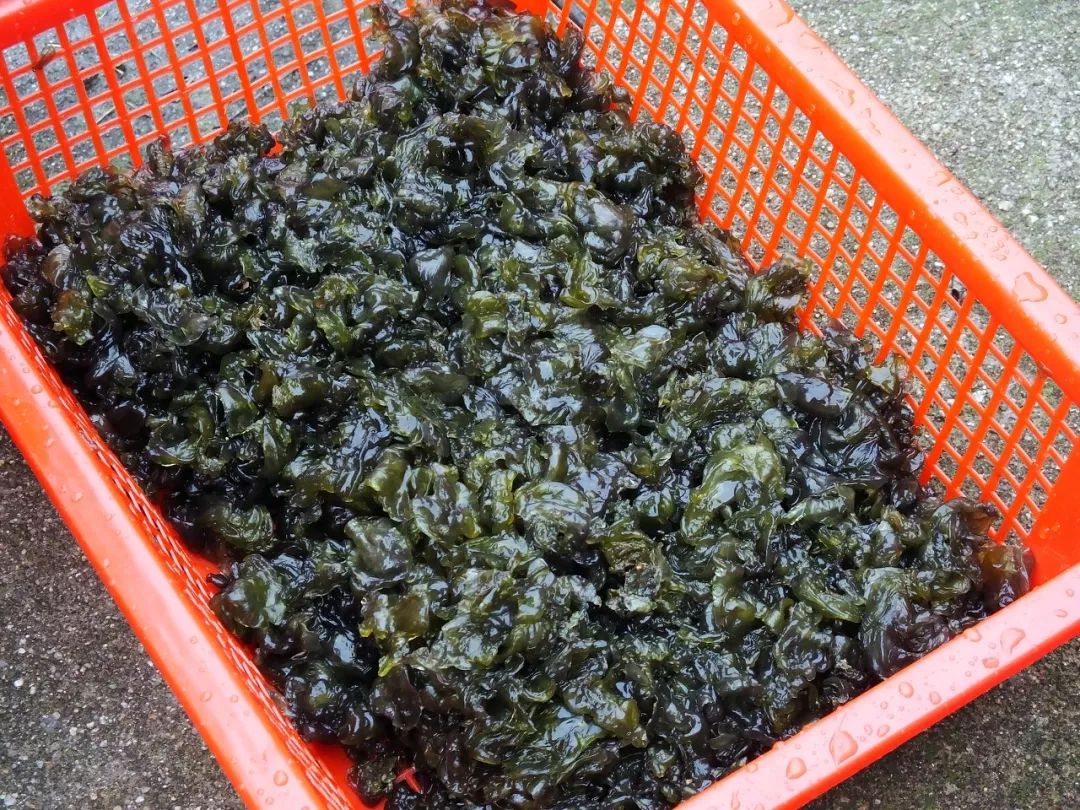 炝拌菜的大全_炝拌菜做法大全_炝拌菜怎么做好吃