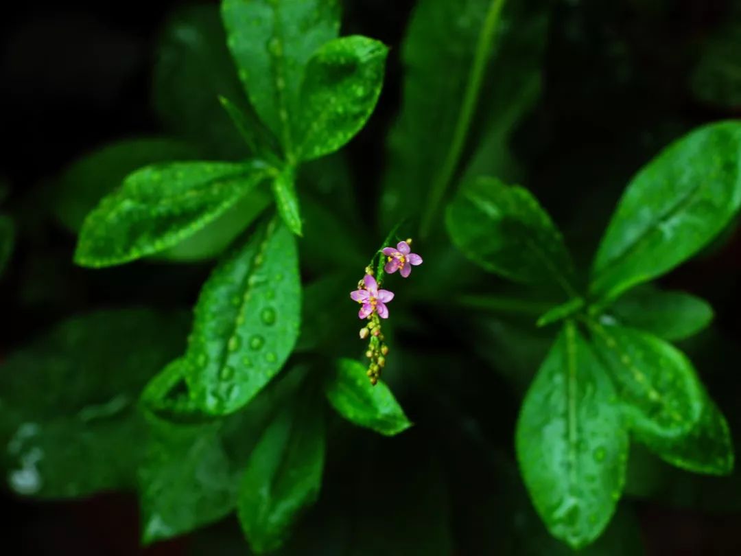 炝拌菜的大全_炝拌菜做法大全_炝拌菜怎么做好吃