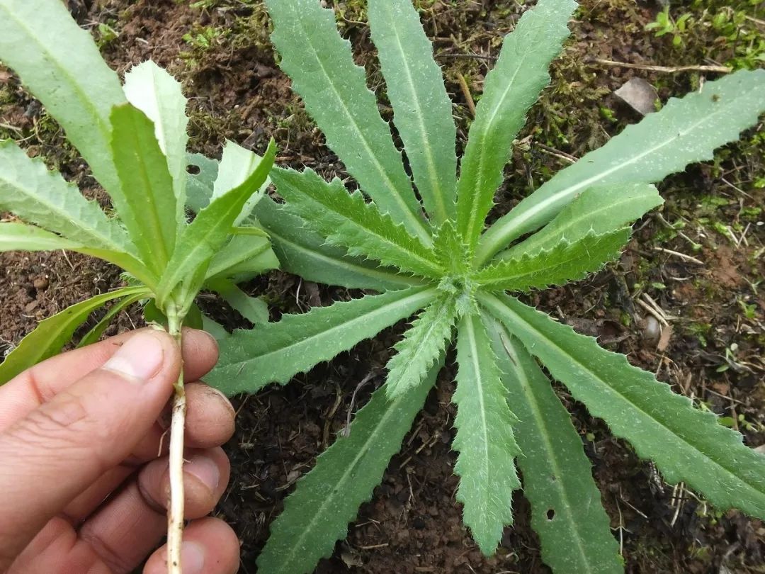 炝拌菜做法大全_炝拌菜的大全_炝拌菜怎么做好吃
