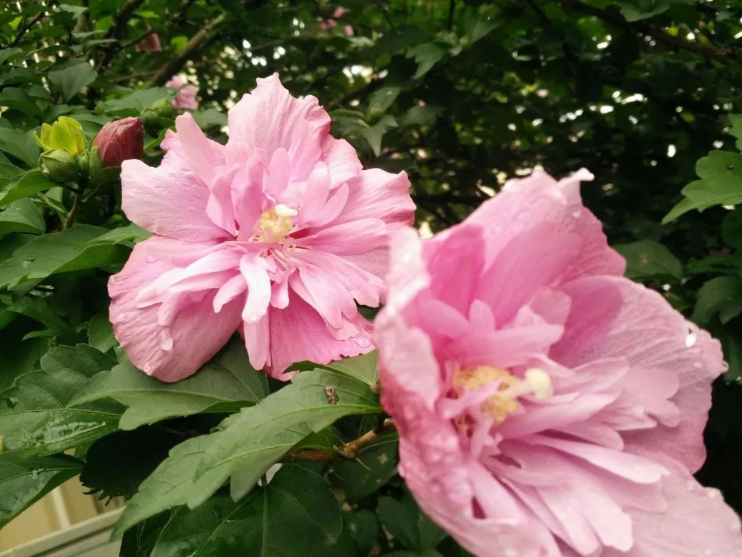 炝拌菜怎么做好吃_炝拌菜的大全_炝拌菜做法大全