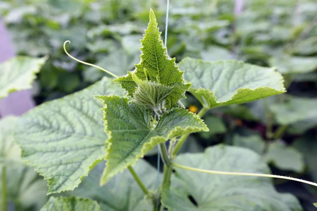 炝拌菜的大全_炝拌菜怎么做好吃_炝拌菜做法大全