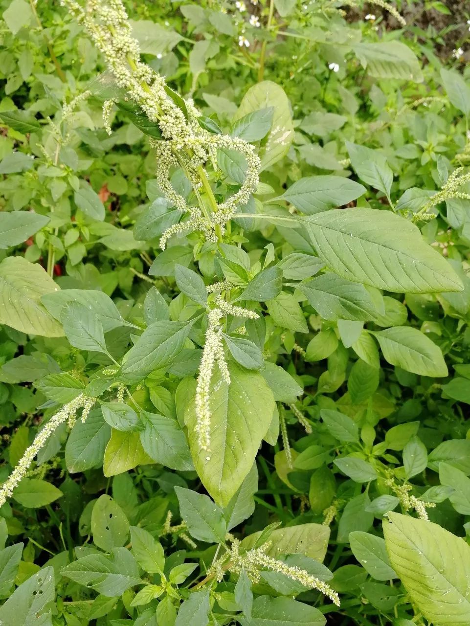 炝拌菜的大全_炝拌菜做法大全_炝拌菜怎么做好吃