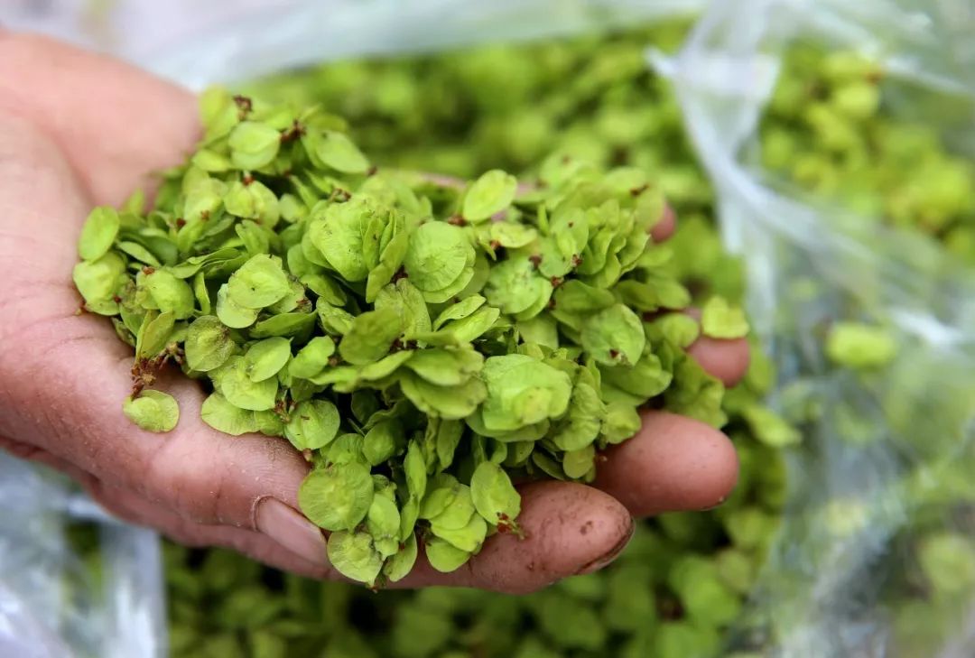 炝拌菜怎么做好吃_炝拌菜的大全_炝拌菜做法大全