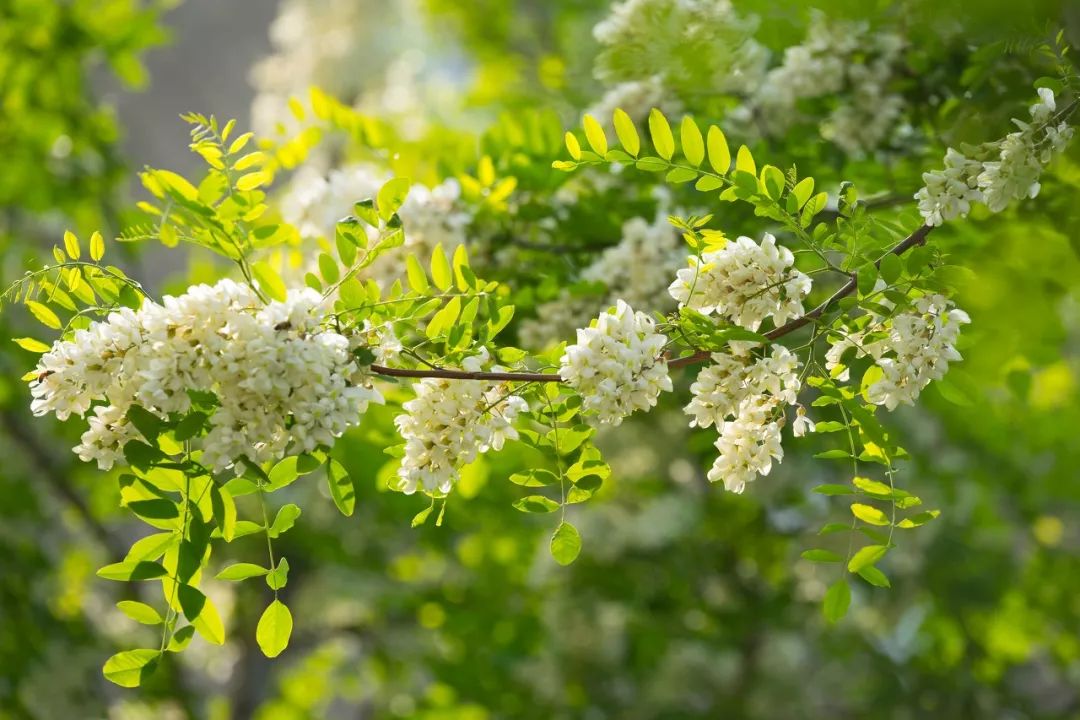 炝拌菜怎么做好吃_炝拌菜的大全_炝拌菜做法大全
