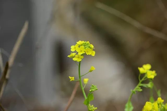 炝拌菜做法大全_炝拌菜怎么做好吃_炝拌菜的大全