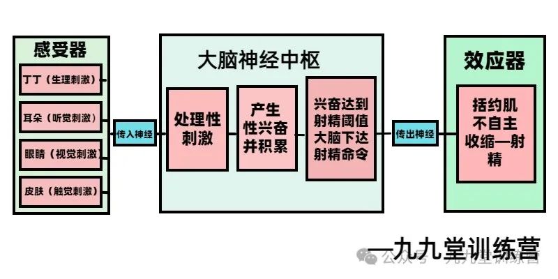 导致早泄的根本原因及解决办法（一张图）