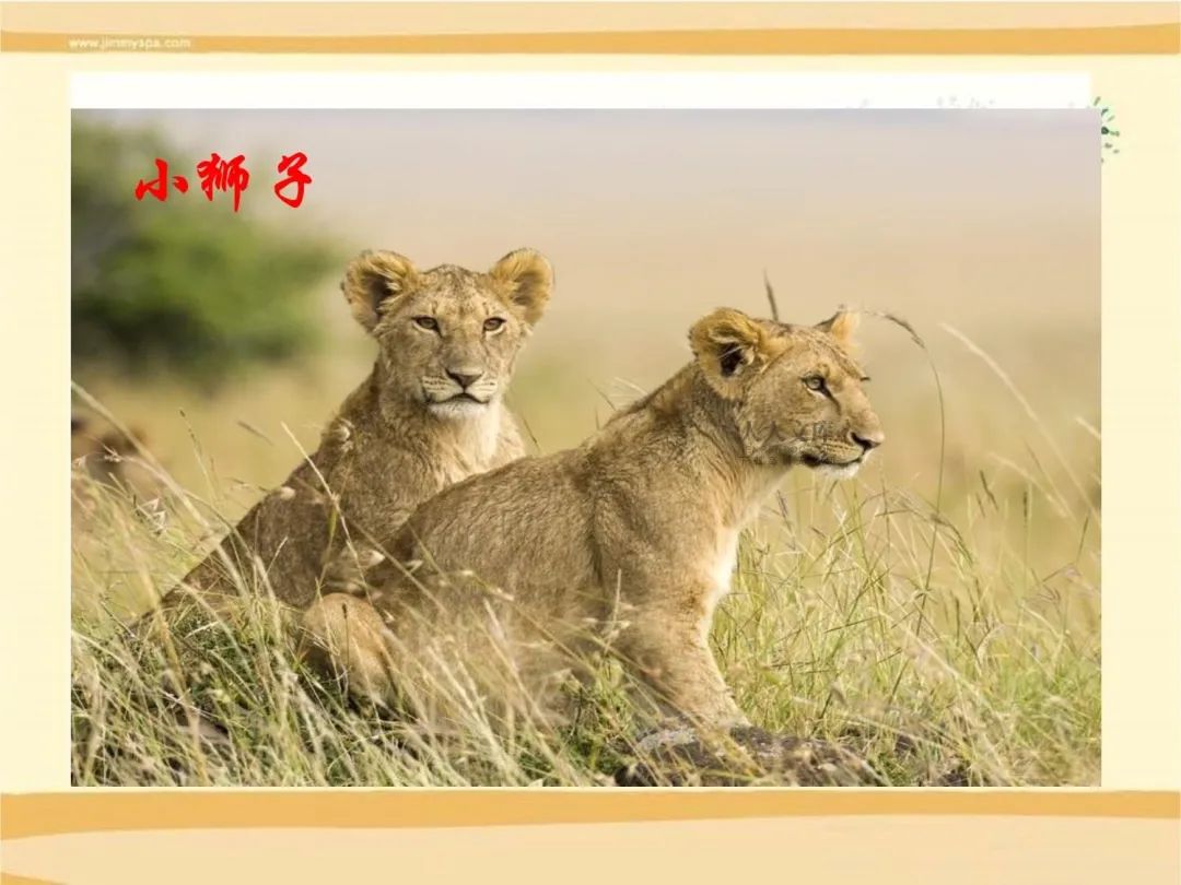 缓步动物是什么纲_缓步类动物_缓步动物对人类有害吗